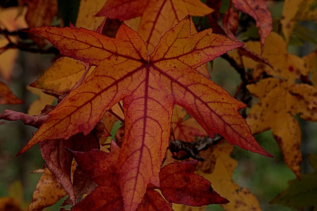 Herbstbunt