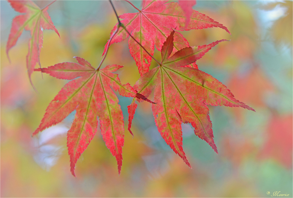 * HERBSTBUNT *