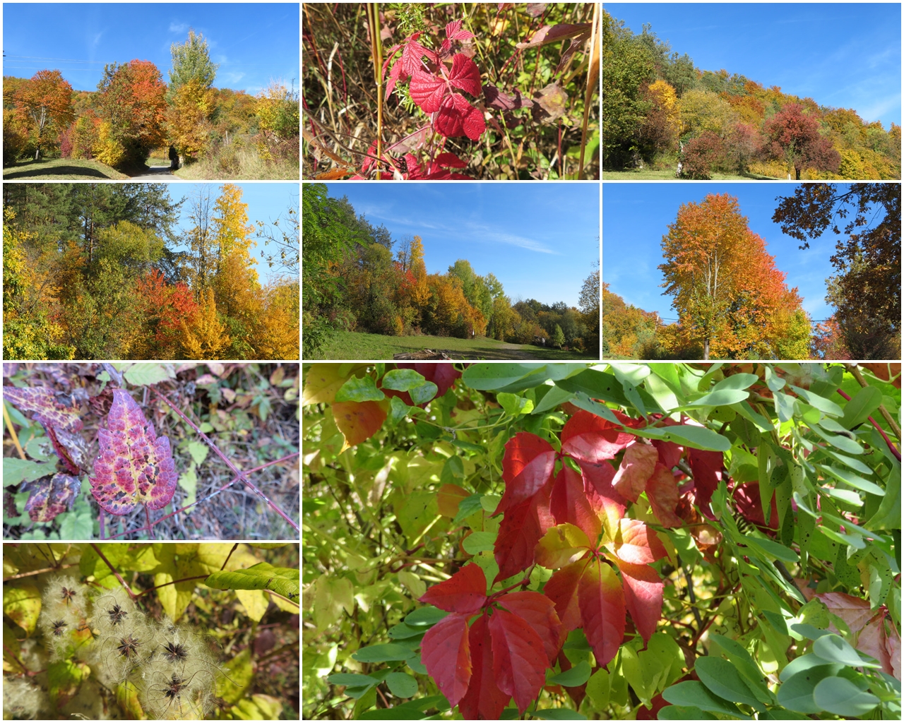 Herbstbunt 