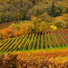 Herbstbunt