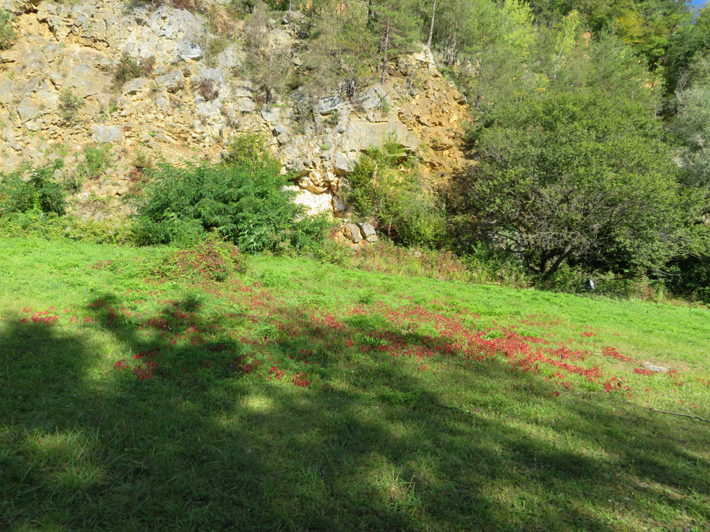 Herbstbunt im Steinbruch 