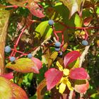 Herbstbunt im Steinbruch