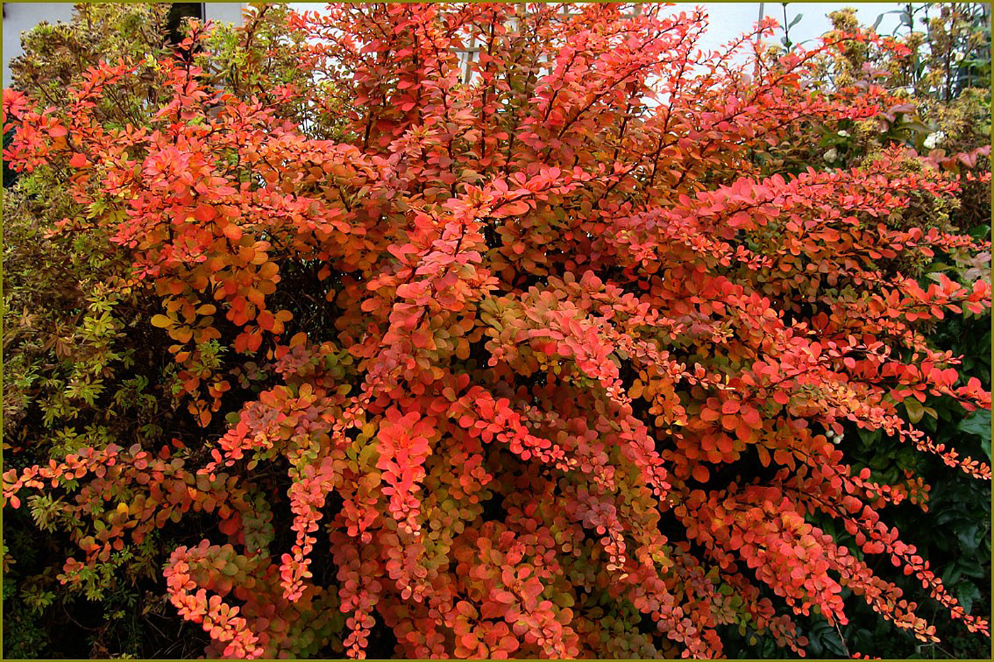 Herbstbunt - statt Blümchen