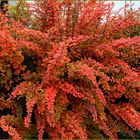 Herbstbunt - statt Blümchen