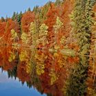 Herbstbunt über und unter Wasser