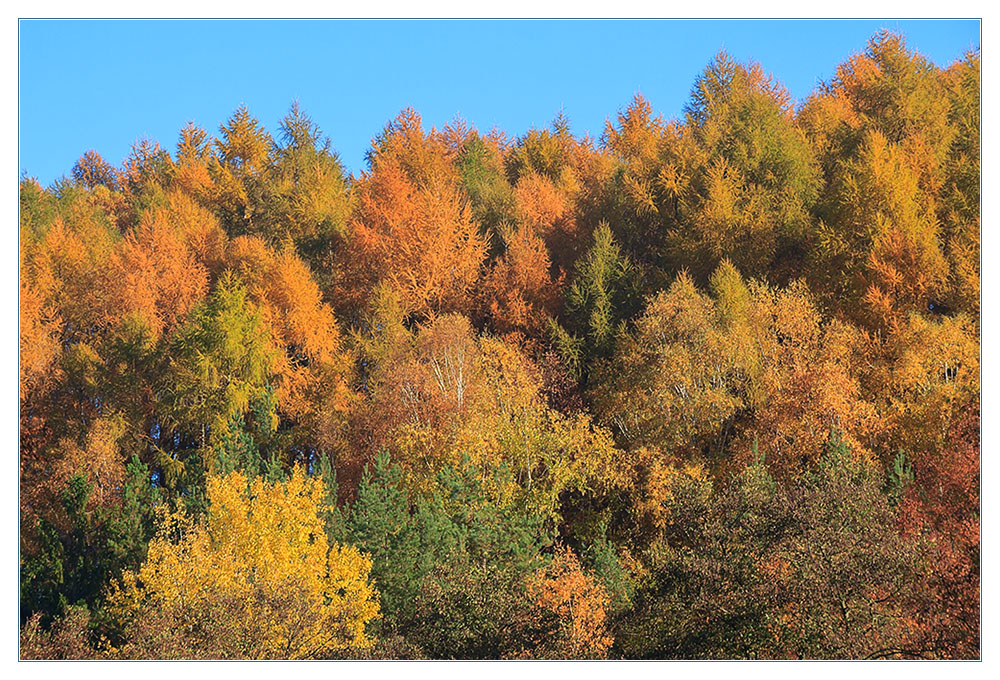 Herbstbunte Krone des Tales - Alles Individuen...