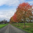 Herbstbunter Flurweg