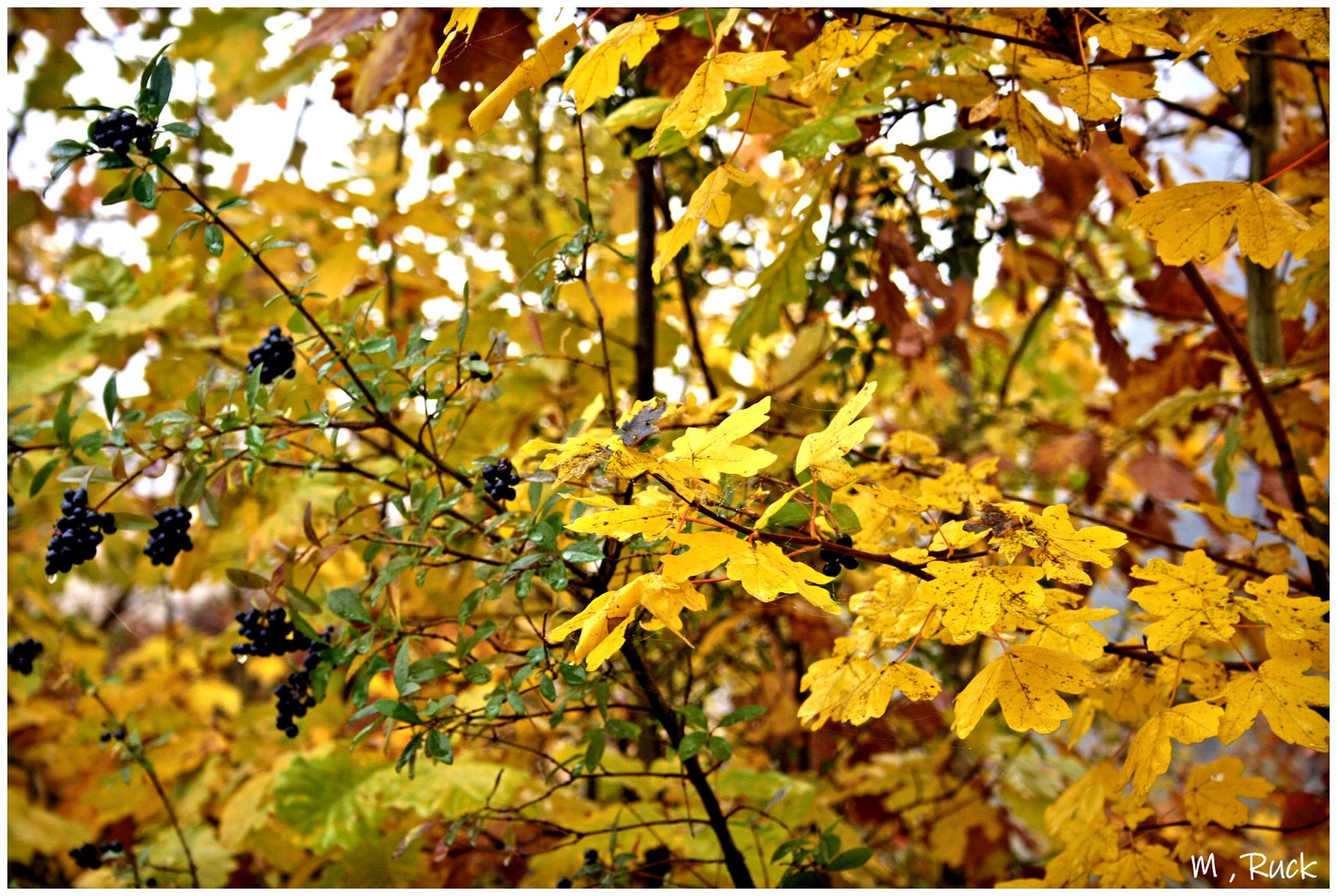 Herbstbuntes für den grauen Sonntag 