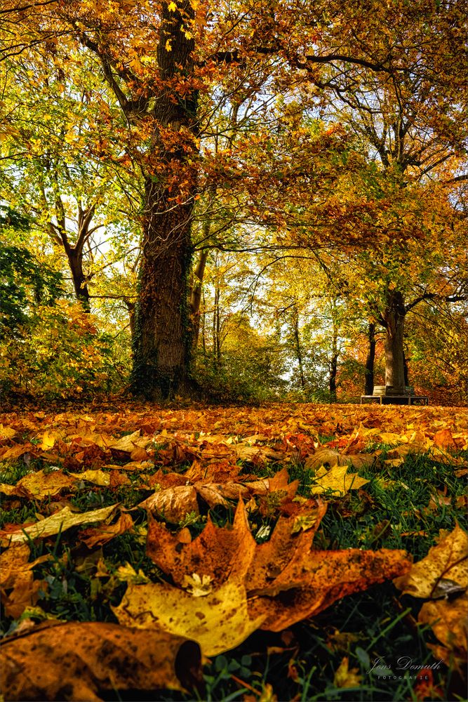 Herbstbuntes Lauenburg (2)