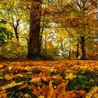 Herbstbuntes Lauenburg (2)