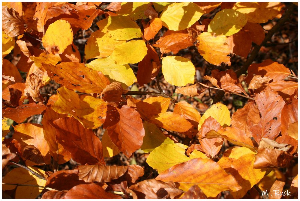 Herbstbuntes noch am Baum Foto & Bild pflanzen, pilze & flechten