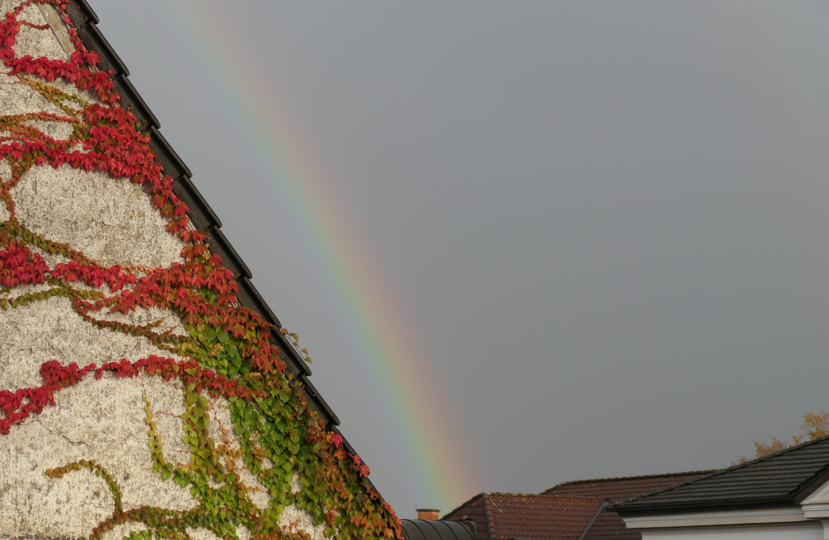 Herbstbuntes Weinlaub und Regenbogen