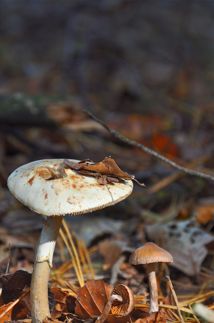 Herbstburschen