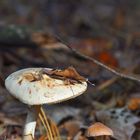 Herbstburschen