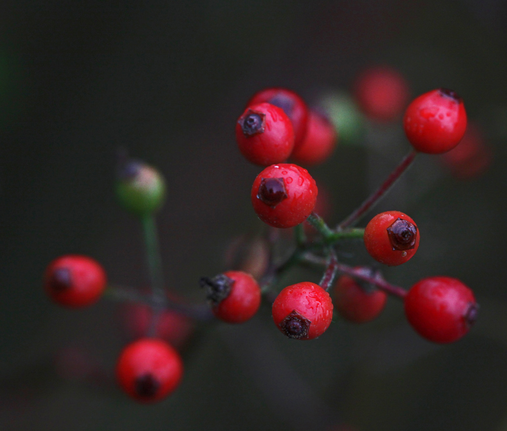 Herbstbutten