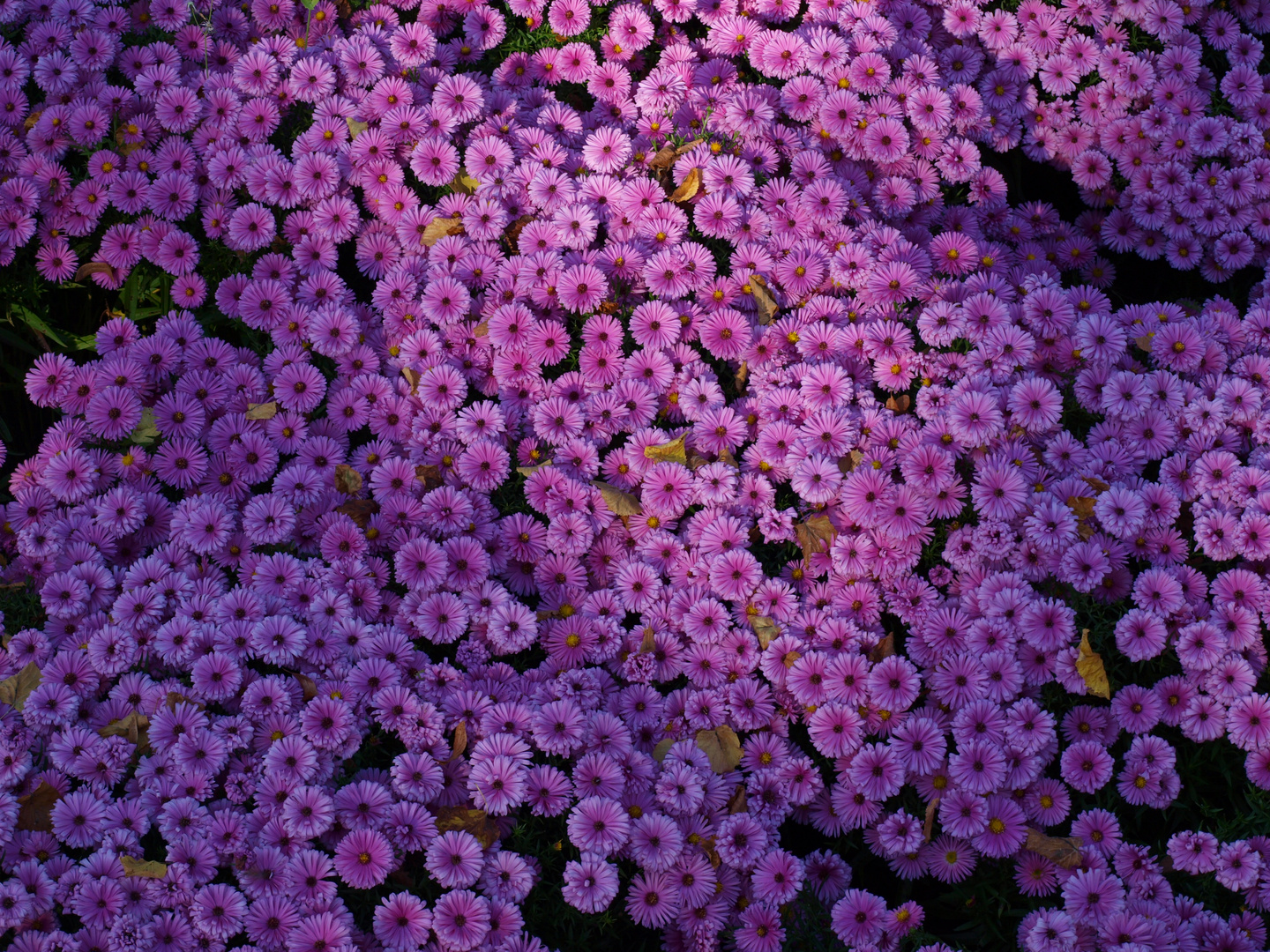 Herbstchrysanthemen