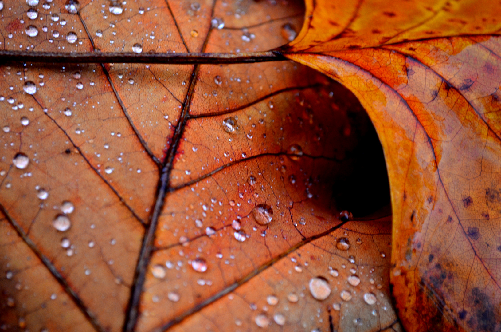 Herbstcollage