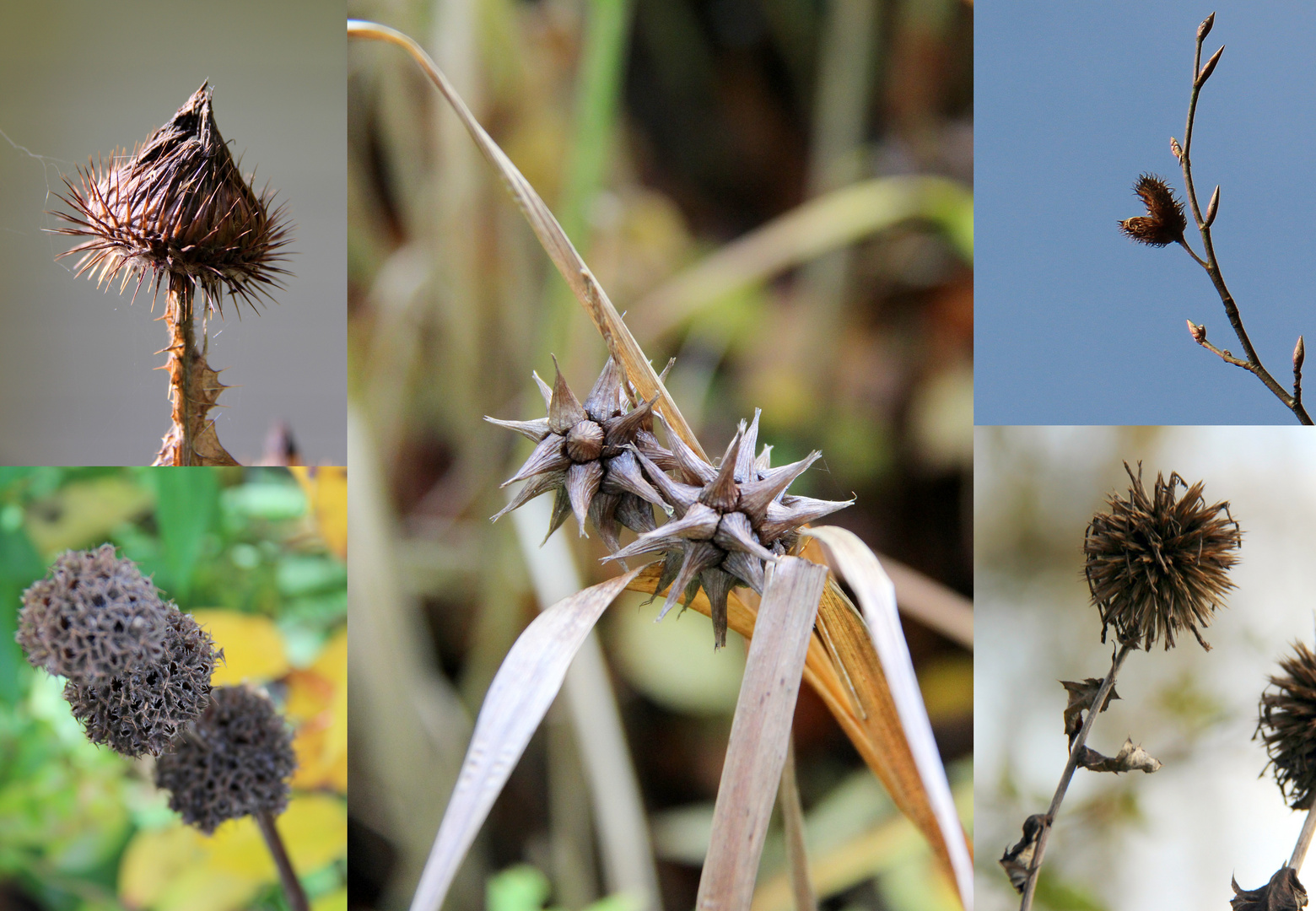 Herbstcollage