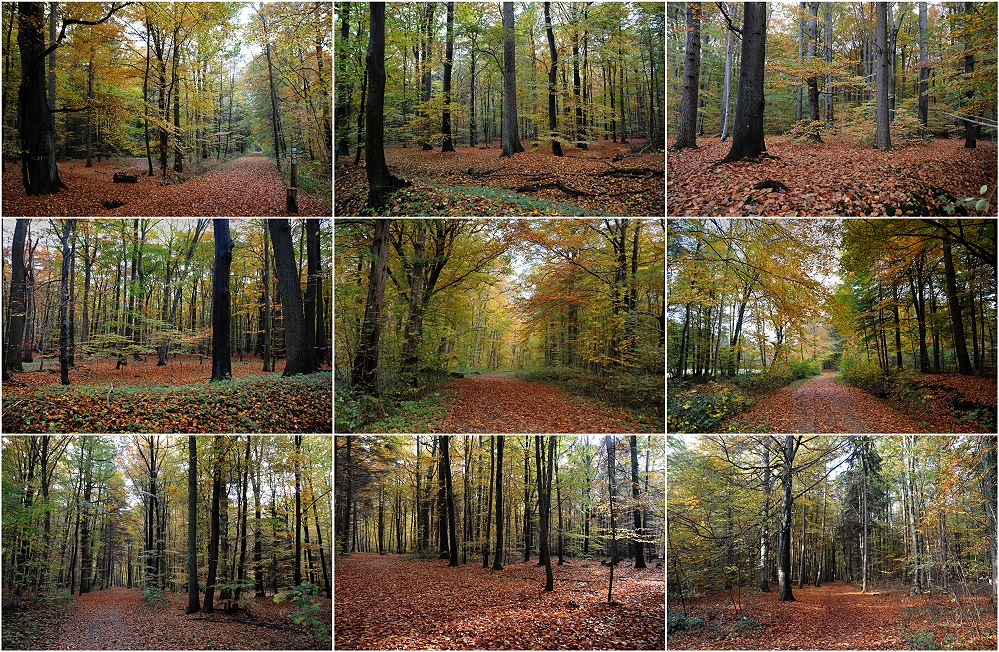 Herbstcollage 2013