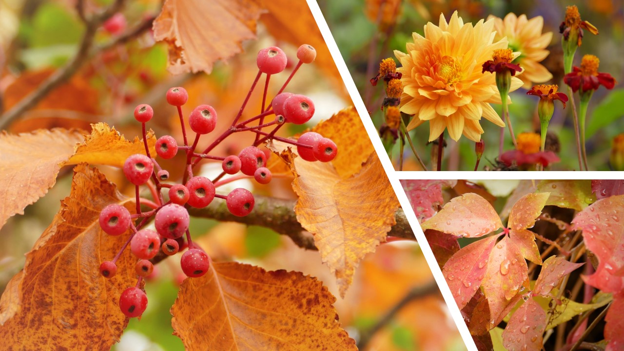 Herbstcollage