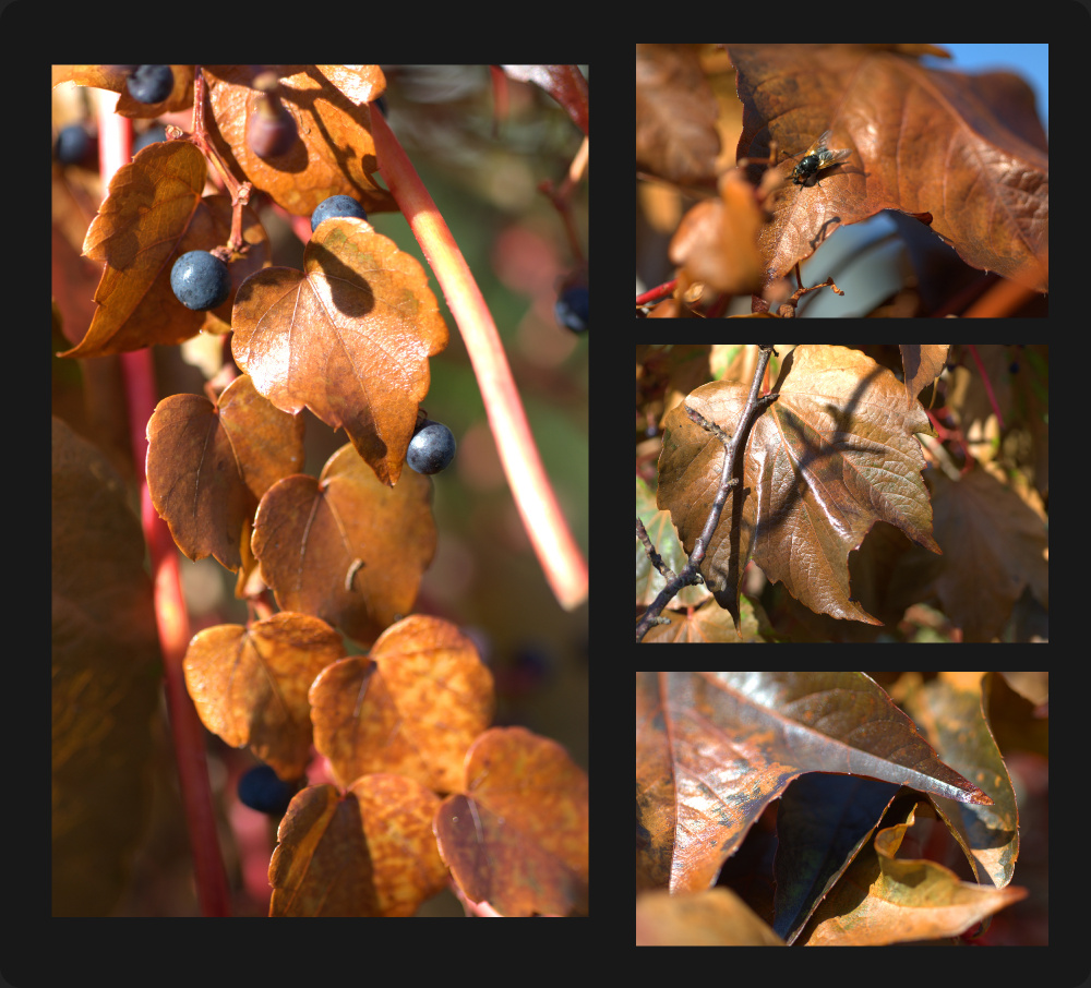 Herbstcollage Braun