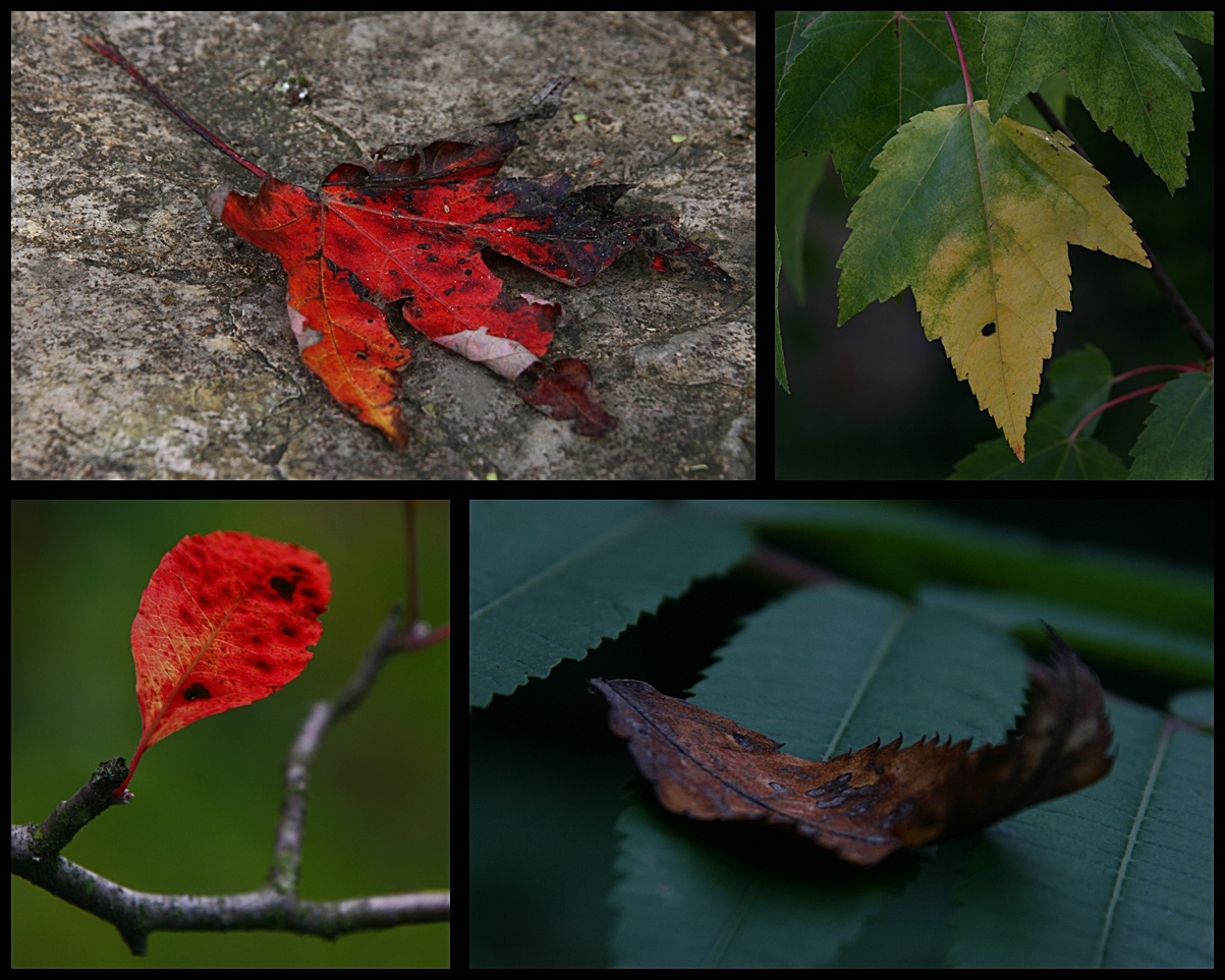 Herbstcollage