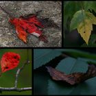 Herbstcollage