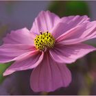 Herbstcosmea  