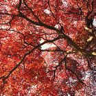 Herbstdach in Brooklyn