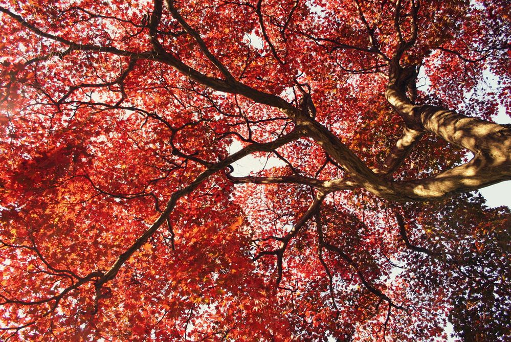 Herbstdach in Brooklyn