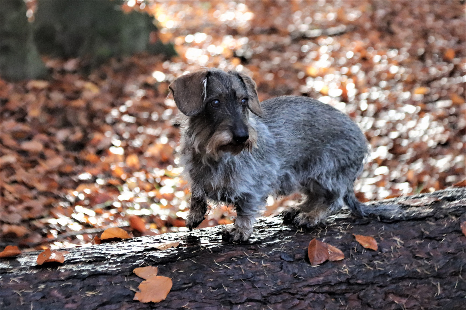 Herbstdackel....