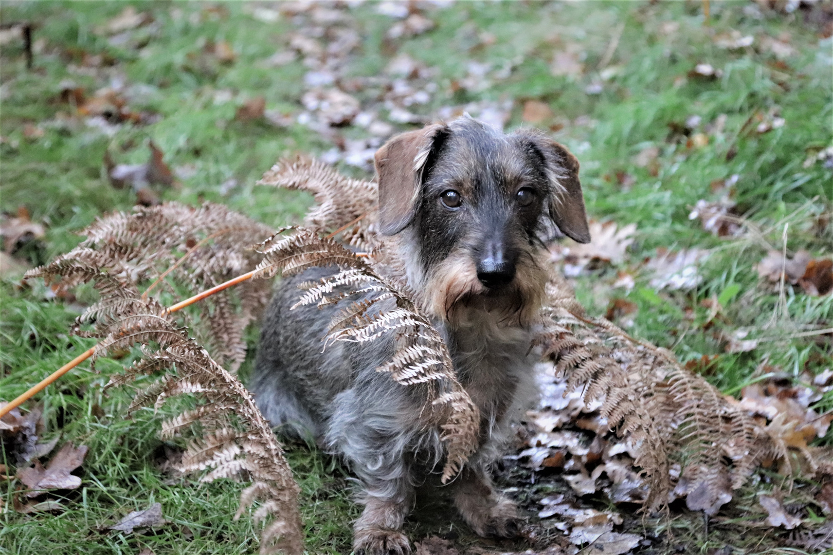 Herbstdackel....III