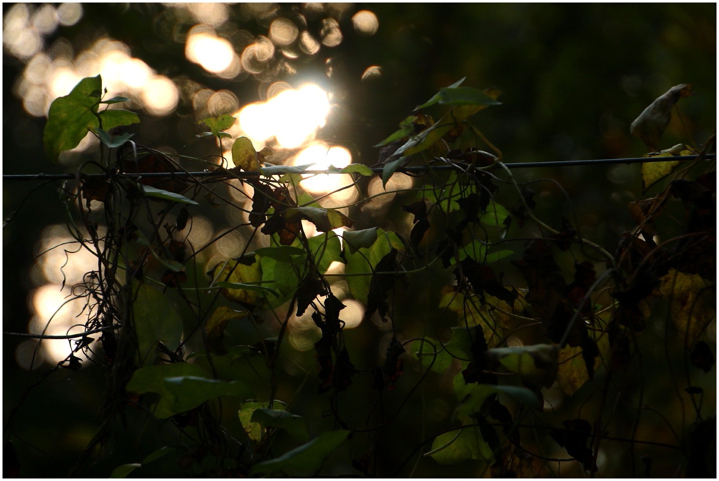 Herbstdämmerung