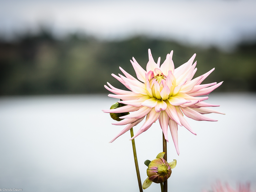 HerbstDahlie