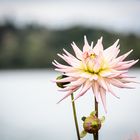 HerbstDahlie