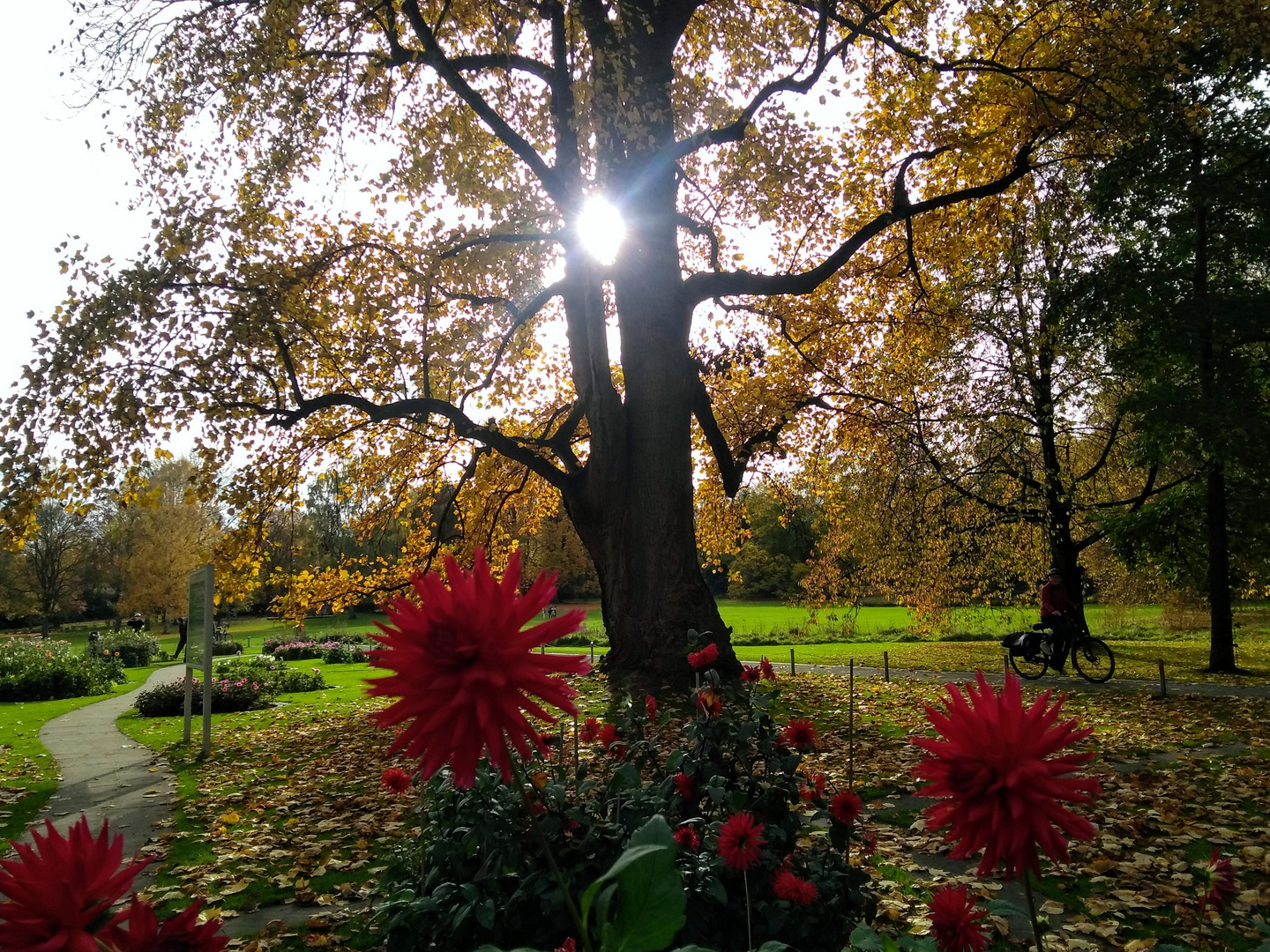 Herbstdahlien