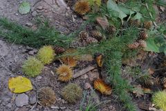 Herbstdeko am Wegrand