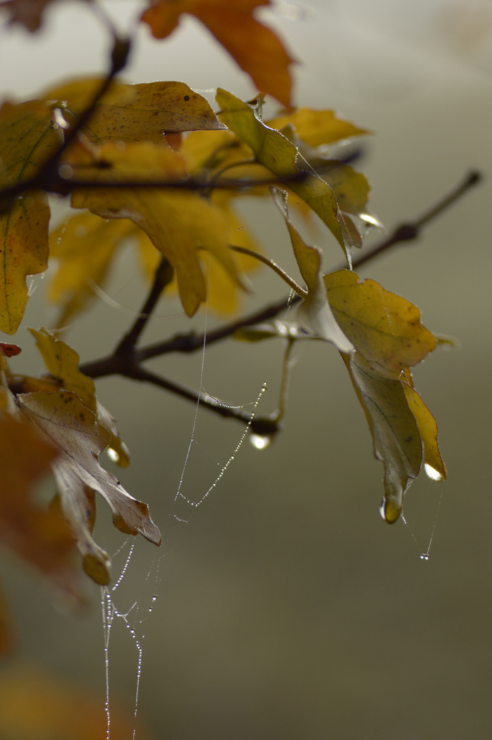 Herbstdekoration