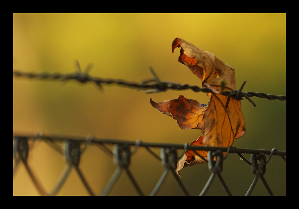 Herbstdepressionen