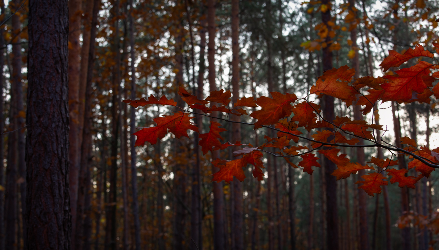 ~~ Herbstdetail ~~