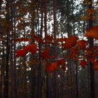 ~~ Herbstdetail ~~