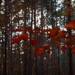 ~~ Herbstdetail ~~