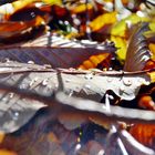 Herbstdetail 2