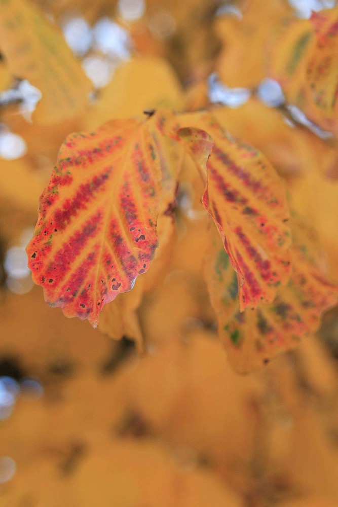 Herbstdetail