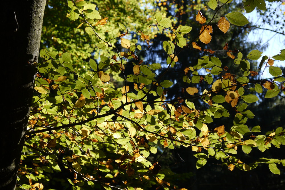 Herbstdetail