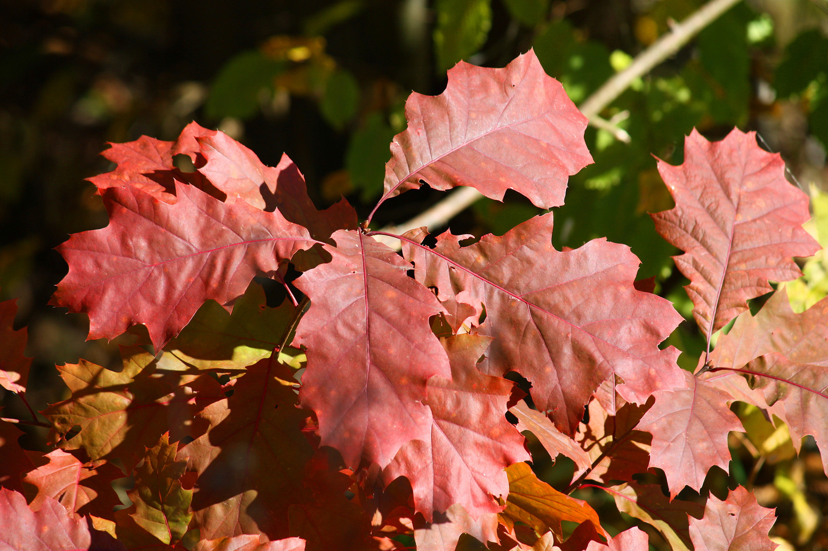 Herbstdetail