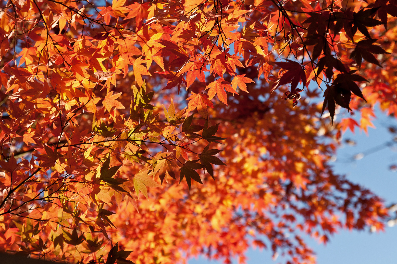 Herbstdetail