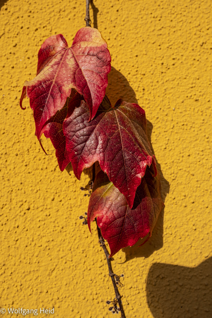 Herbstdetail: