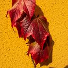 Herbstdetail: