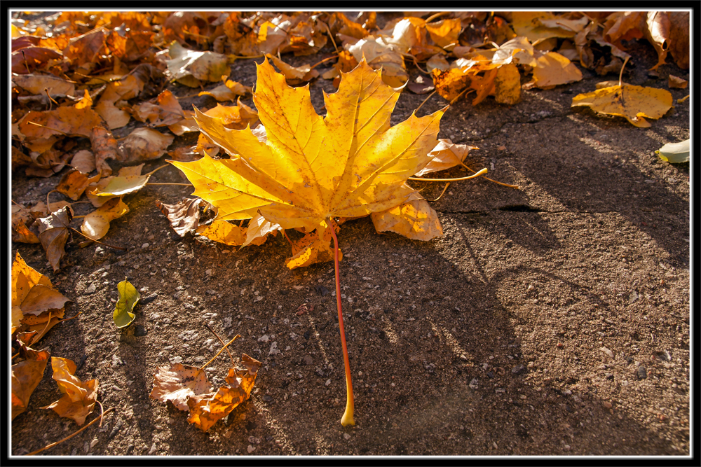 herbstdetail